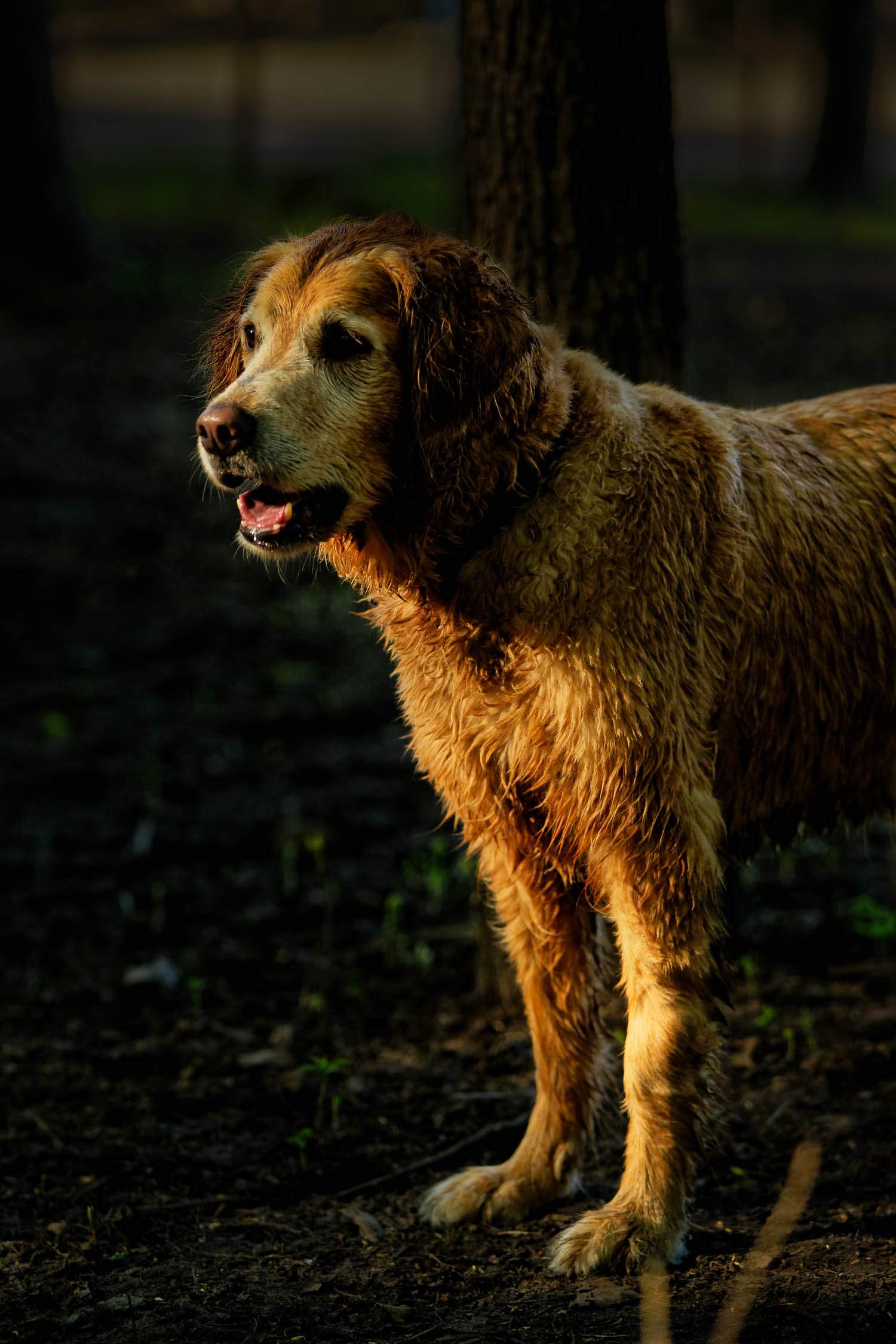 dog at dusk in the sun light