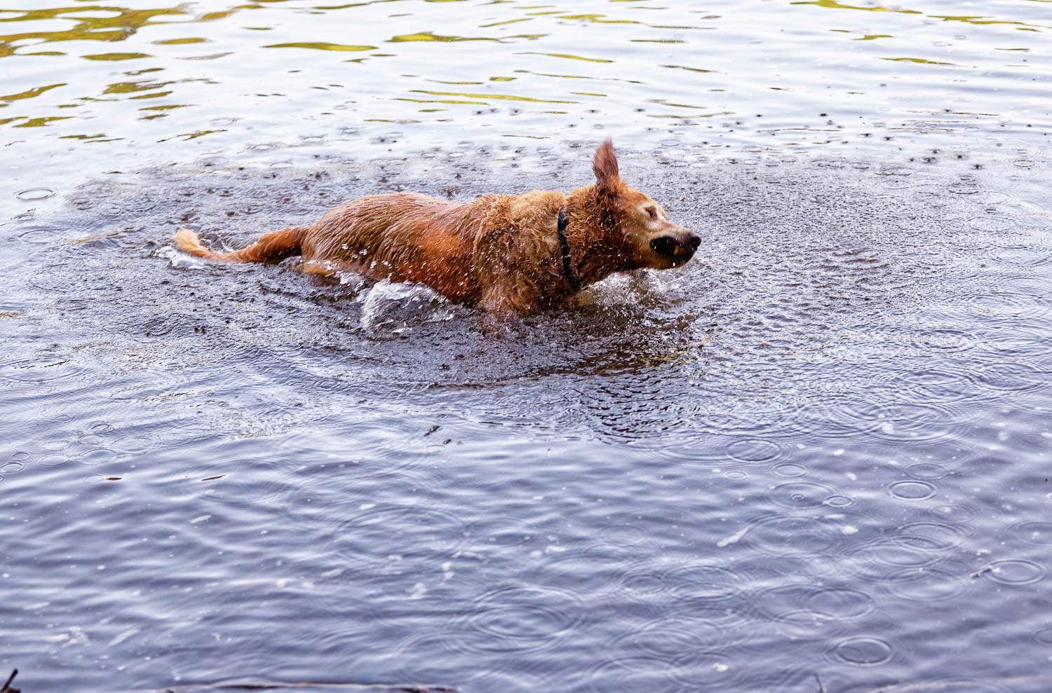 unattended situation dog enjoying this recreation aera