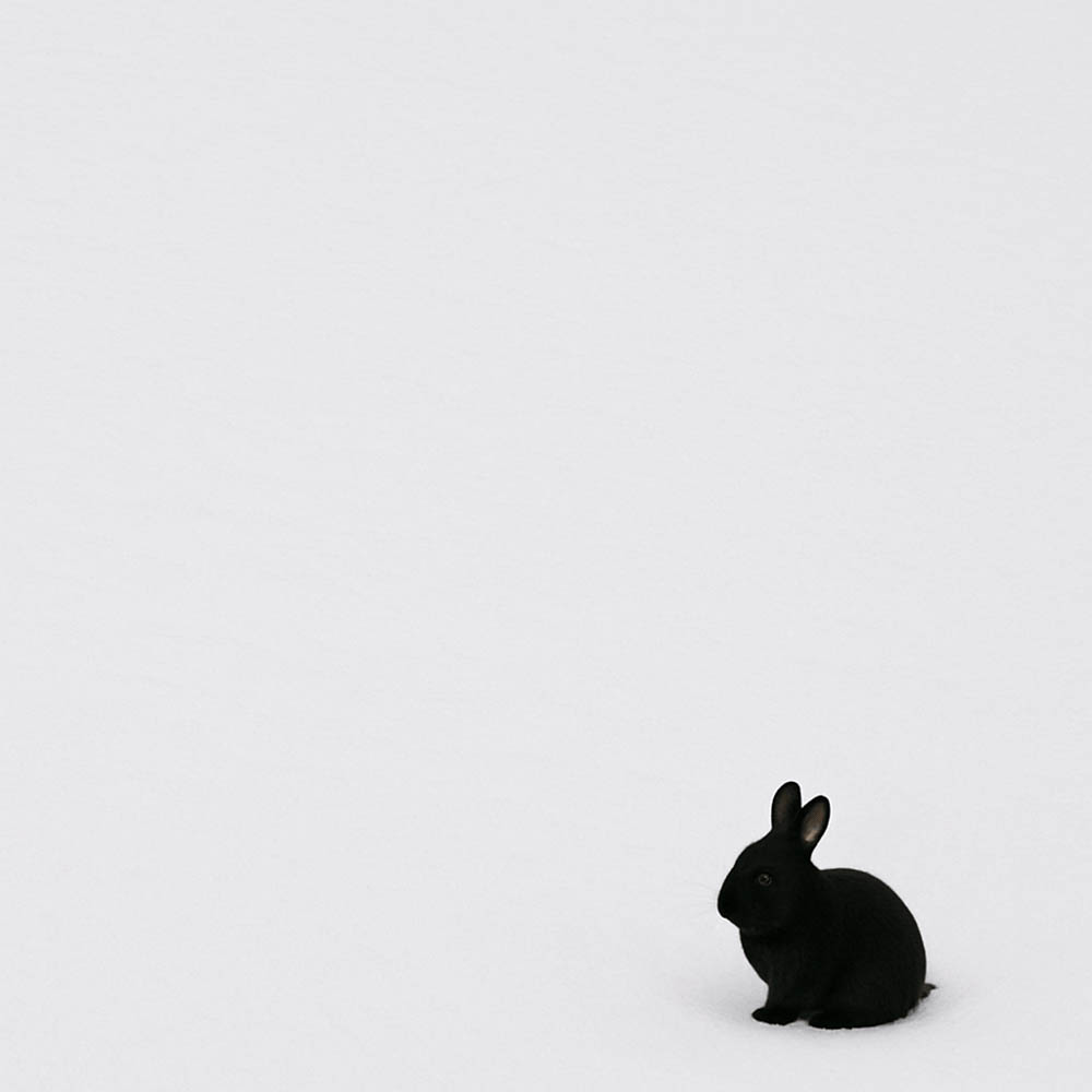 black white contrast