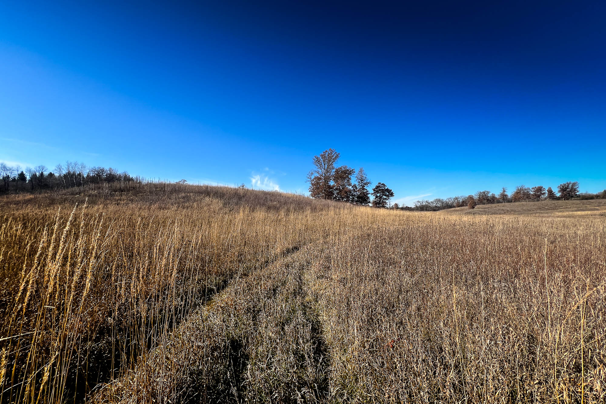 A vast expanse of Oronoco Prairie Scientific and Natural Area under a clear blue sky, featuring tall, dry prairie grasses in golden hues that dominate the foreground, leading up to a sparsely wooded horizon with a few prominent bare trees. The sunlight casts a network of shadows on the grass, adding depth to the landscape.