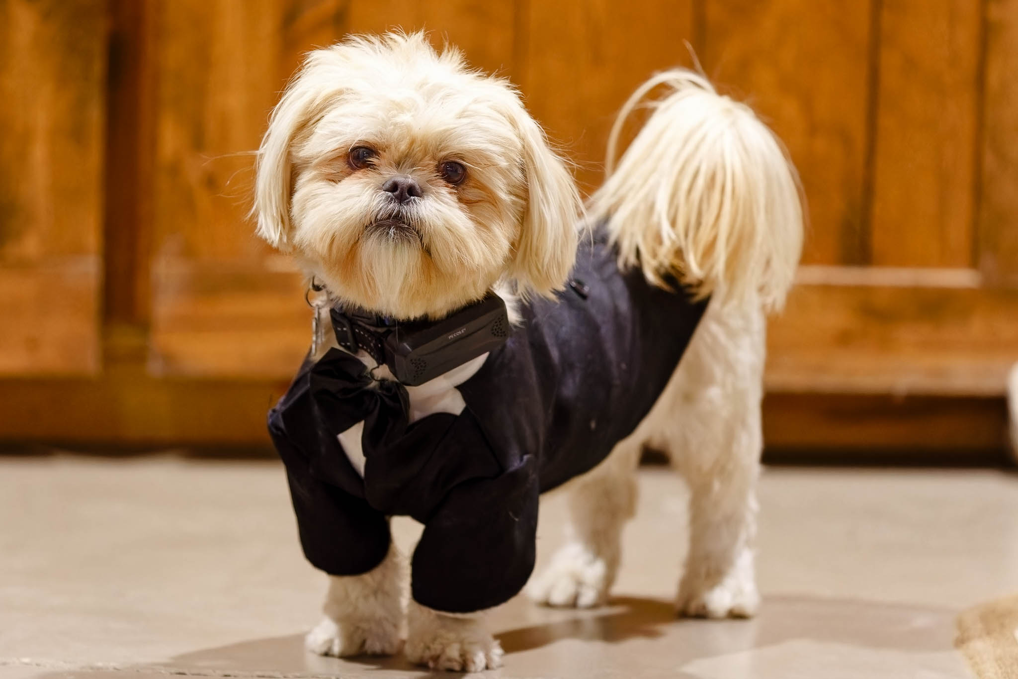 dog dressed with suit for wedding