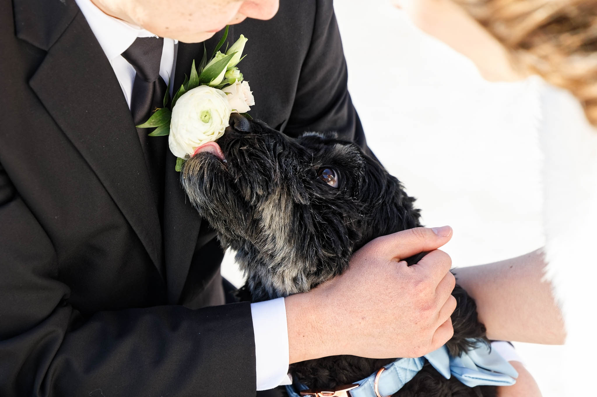 dog licking groom boutoniere
