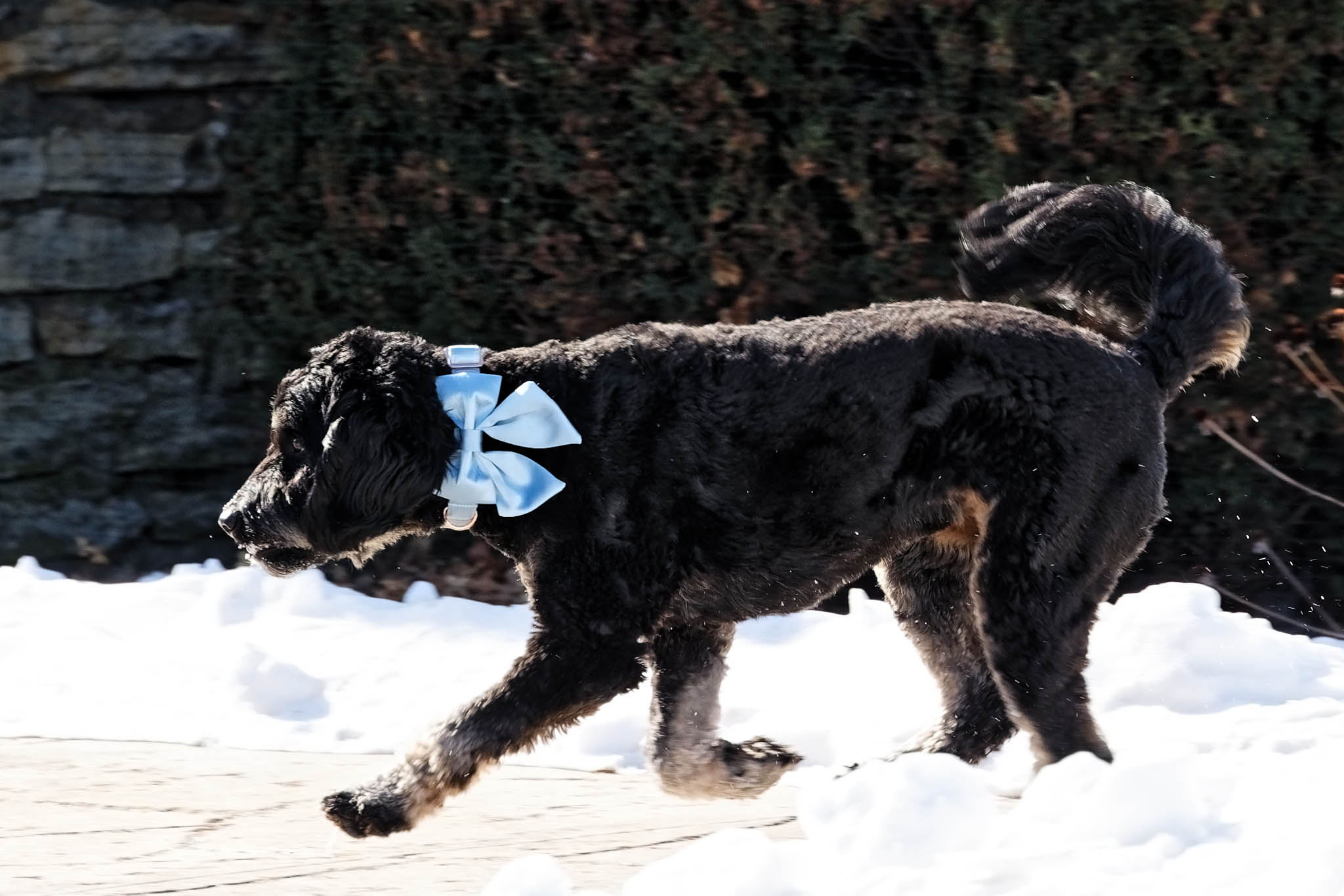 dog playing snow
