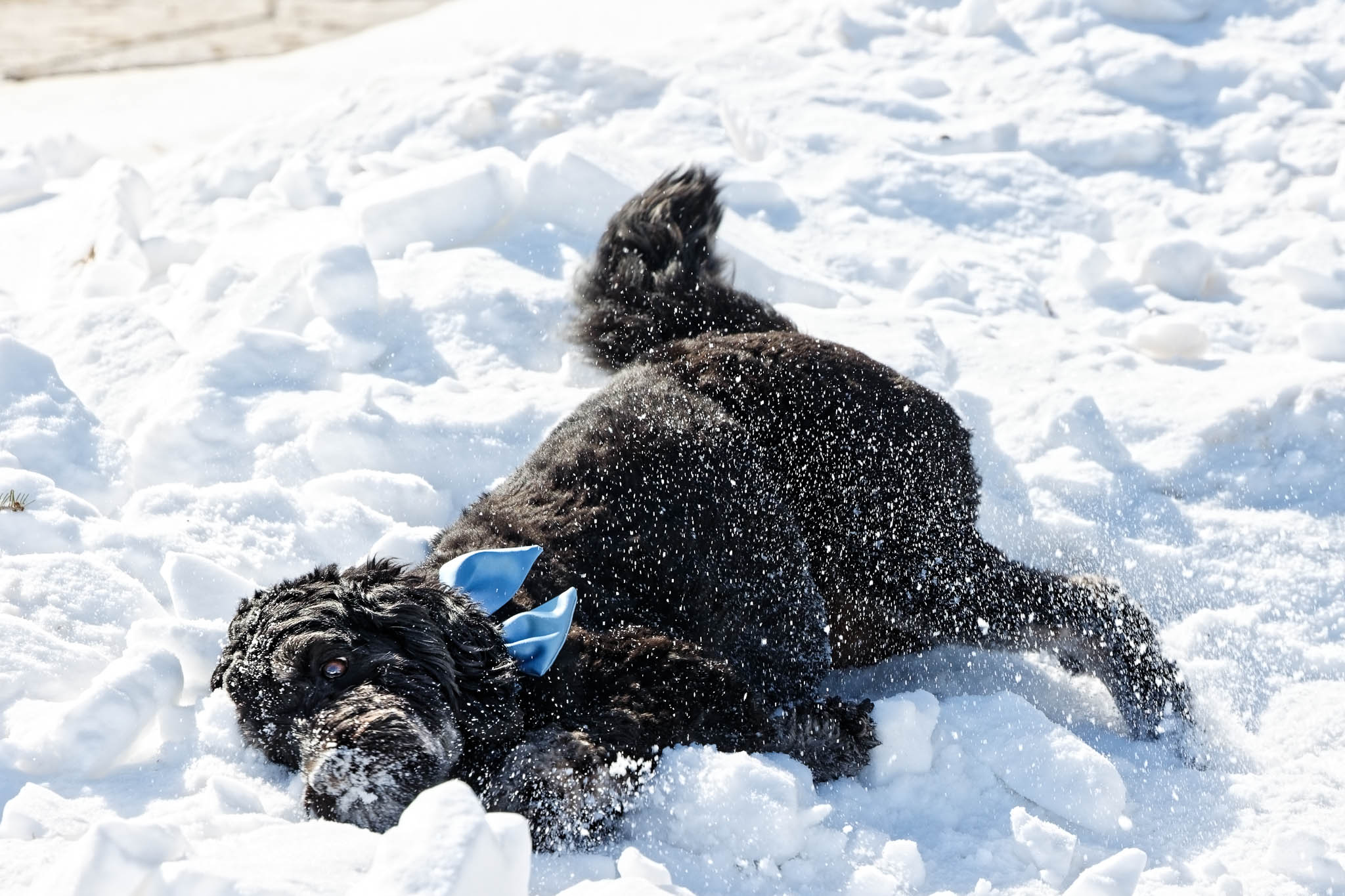dog playing with snow