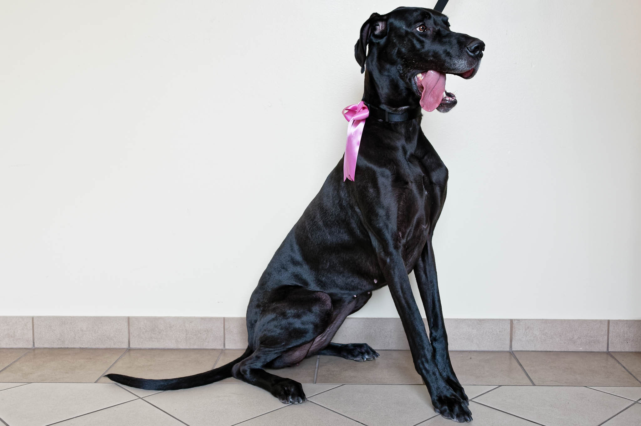dog with rubban wedding ceremony