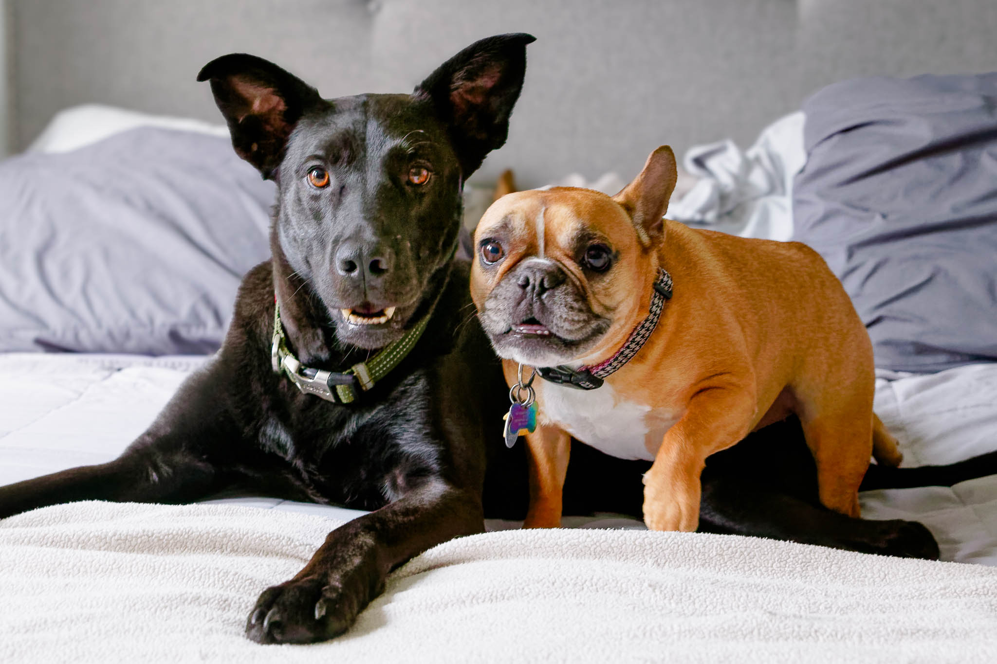 dogs on the bed