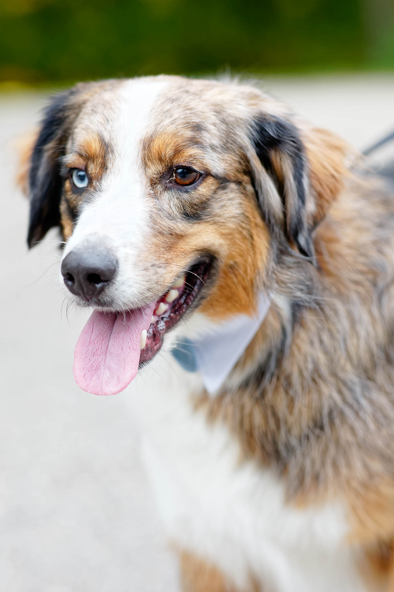 portrait of dog with minnow eyes