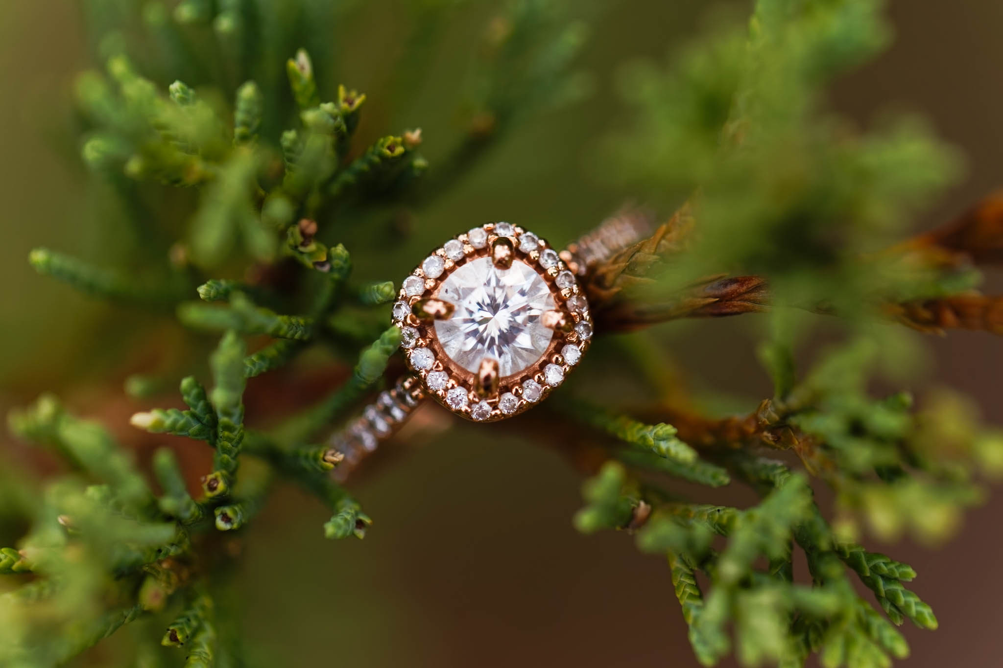 Engagement ring on evergreen pine tree