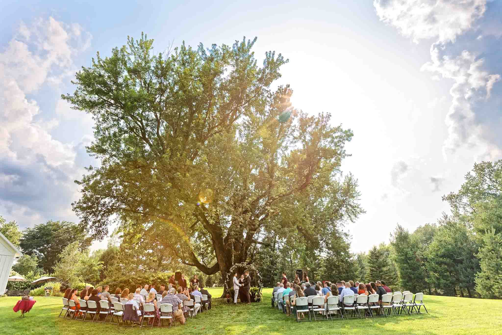 ceremony under the maple tree