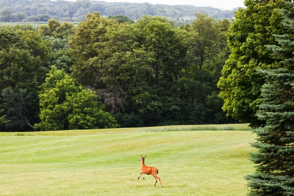 Deer, running through Oak Summit golf course Rochester MN