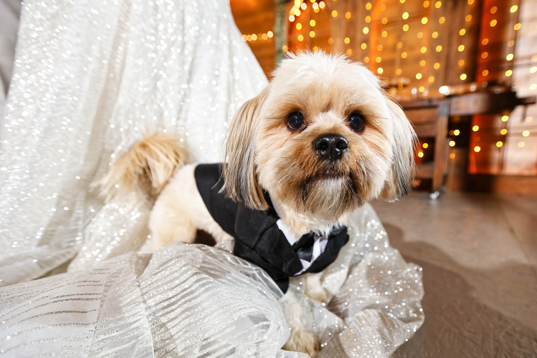 dog in suite at wedding