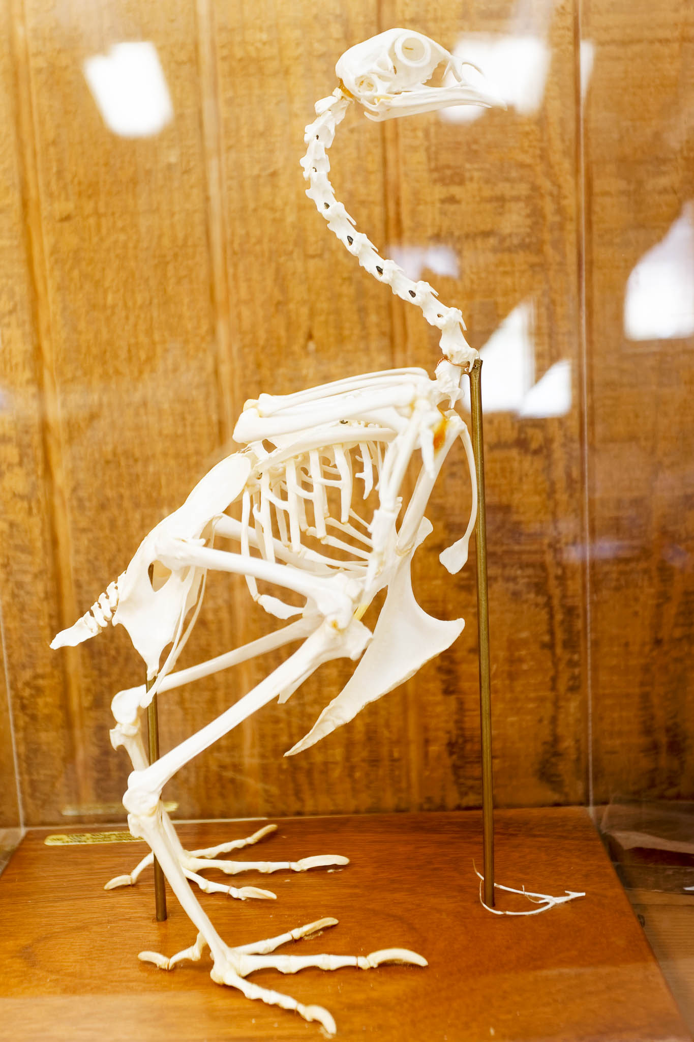skeleton