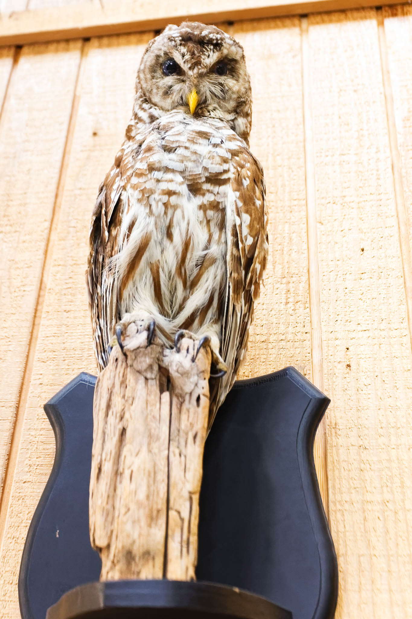taxidermy owl