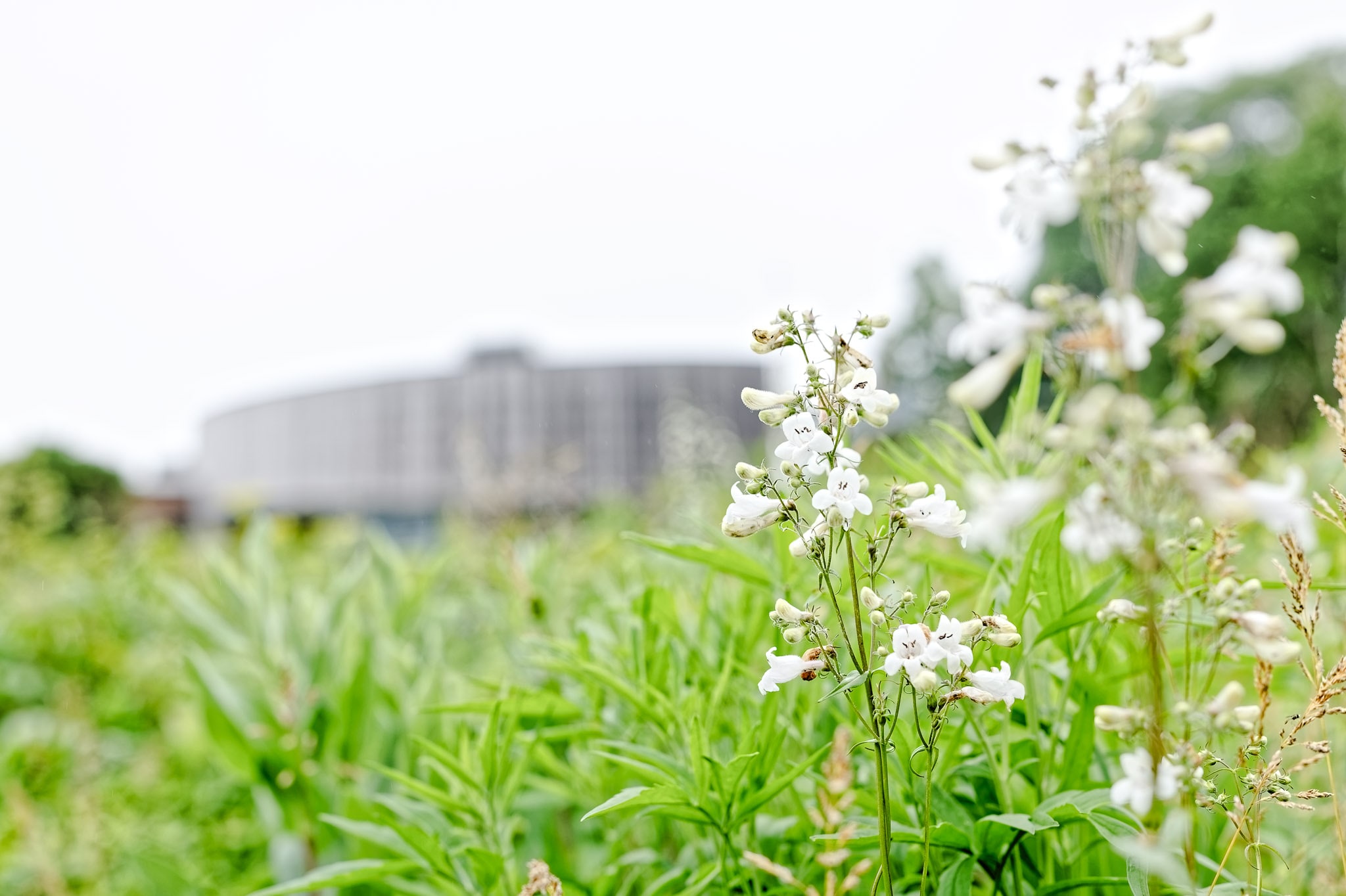wild white flowers