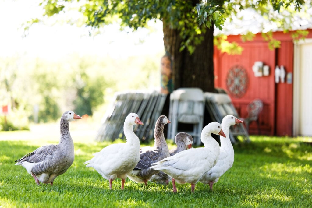 white geese at farm-2