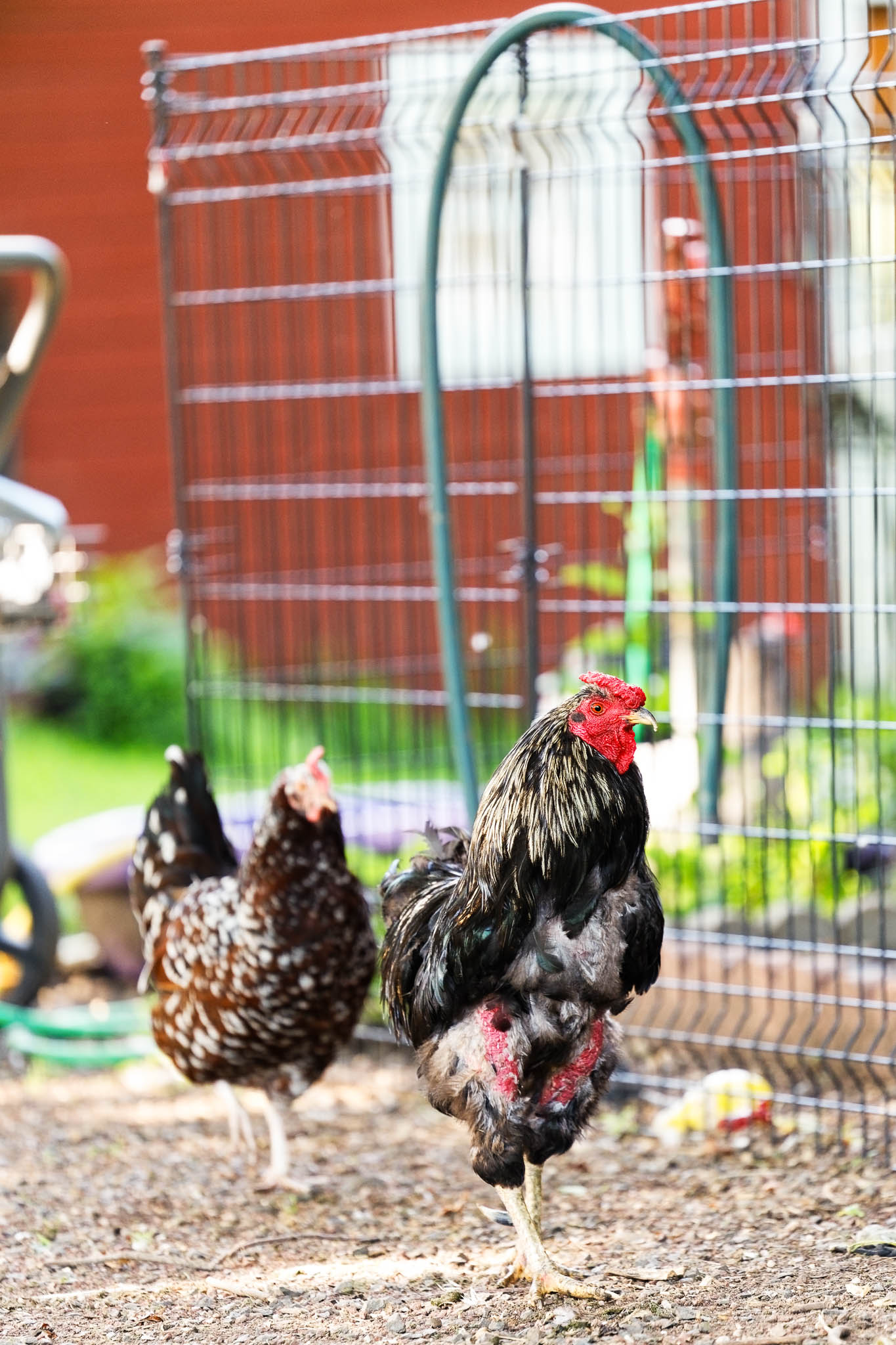 chicken