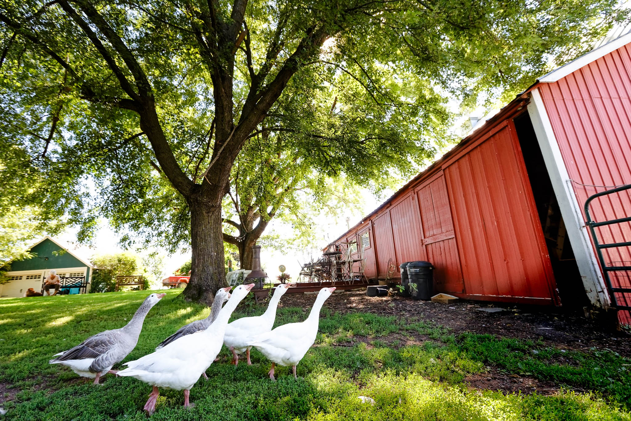 white geese at farm-3