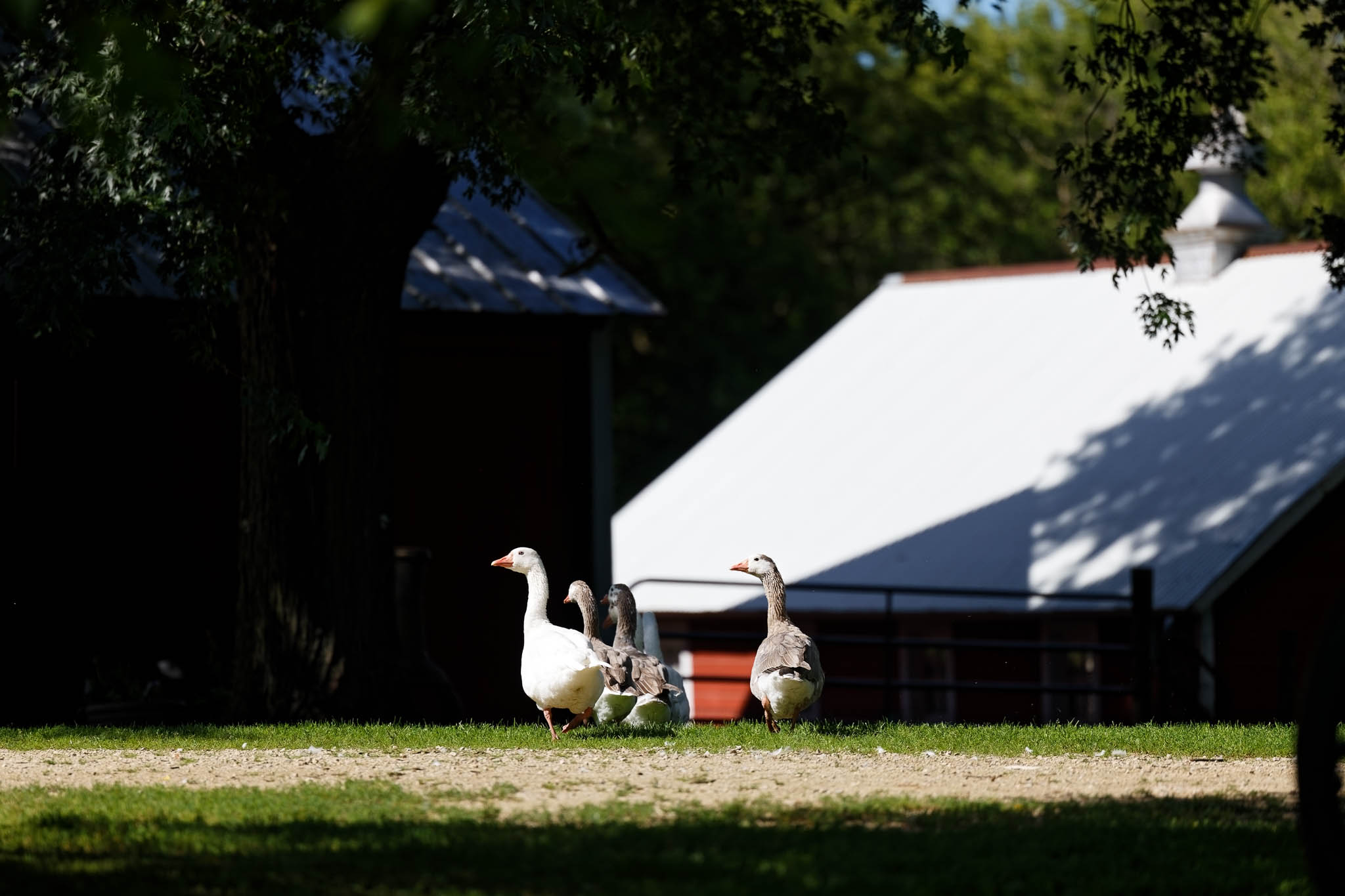 white geese at farm