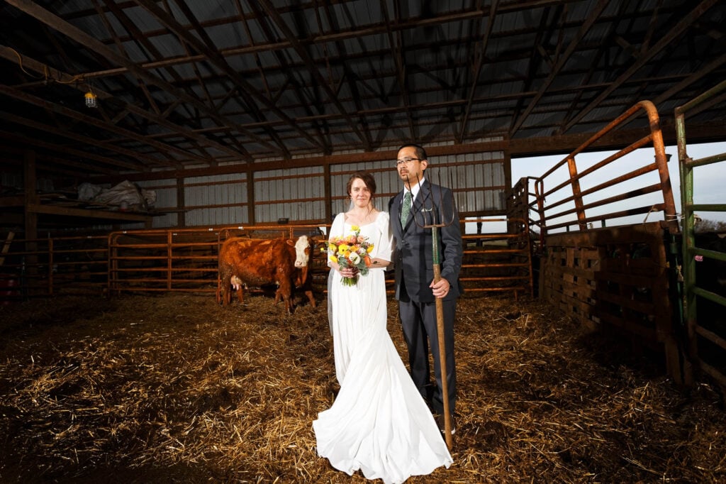 bride and groom and a cow
