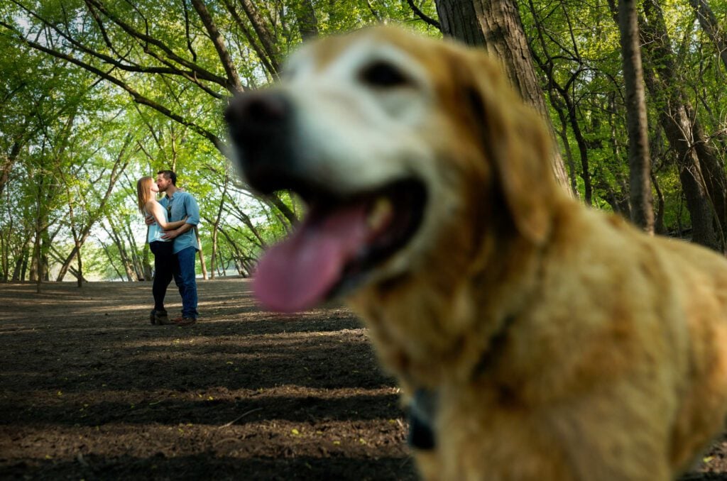 dog photobombing