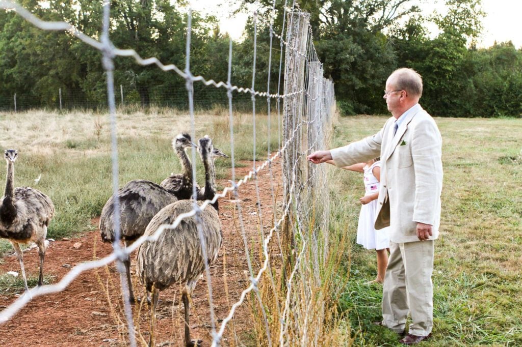 wedding guest feeding ostrich