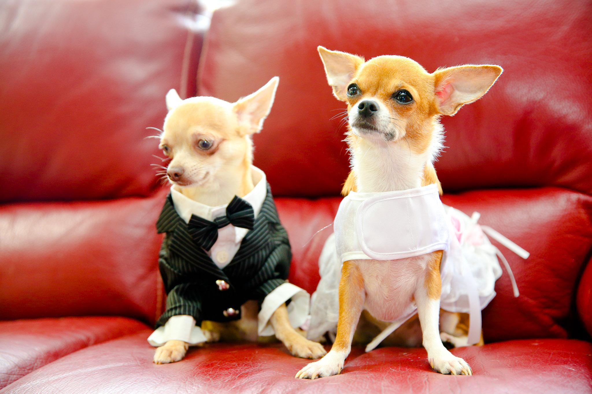 Dogs Dressed as Bride and Groom Wedding Comedy Photo