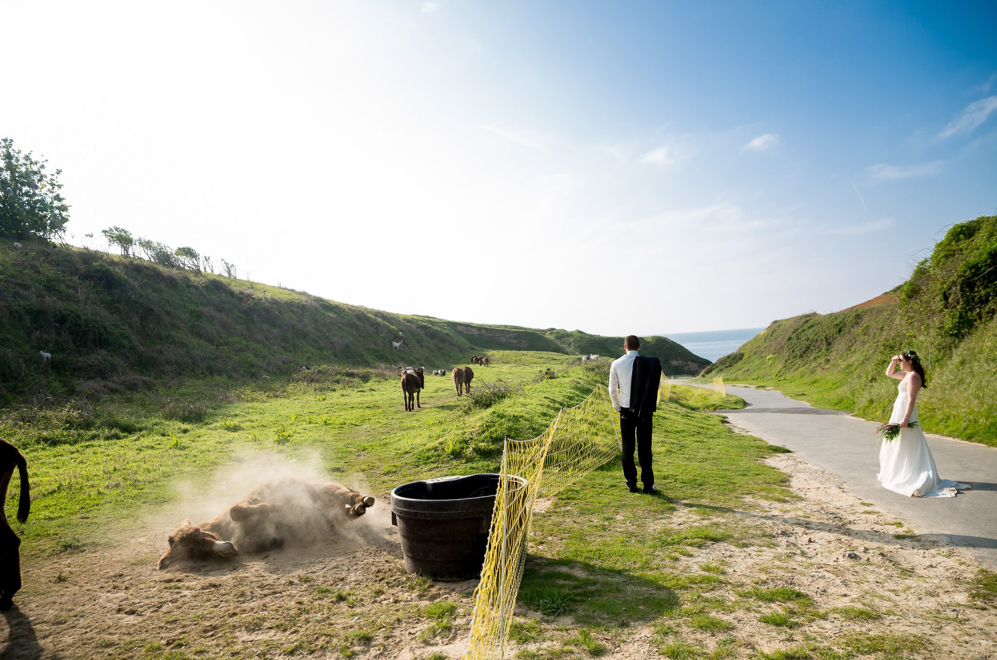 Donkey Photobombs Wedding Shoot Rolling in Dirt
