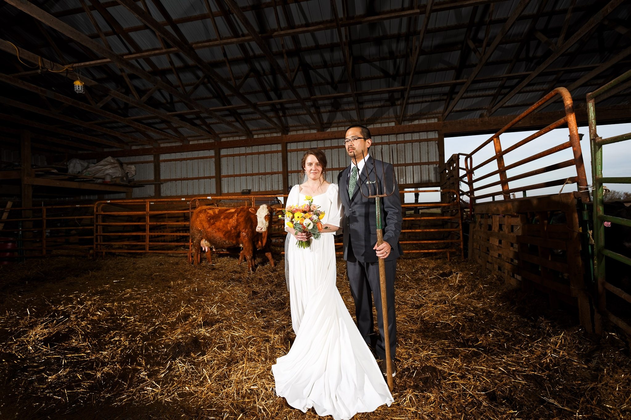 Rustic Farm Wedding Photo with Cow - Miesville Minnesota