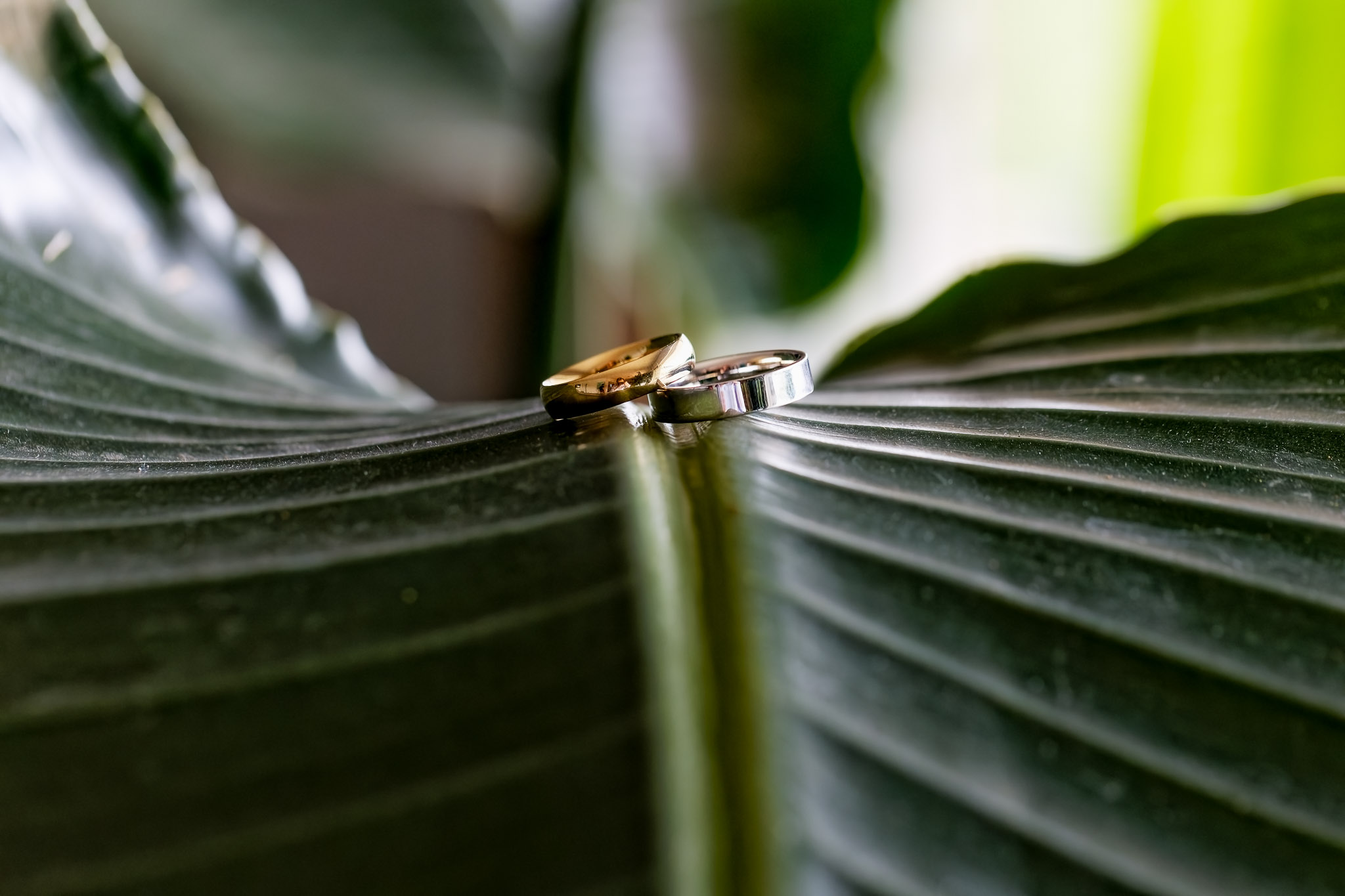 Wedding Rings on Palm Leaf - Theodore Wirth Chalet Minneapolis