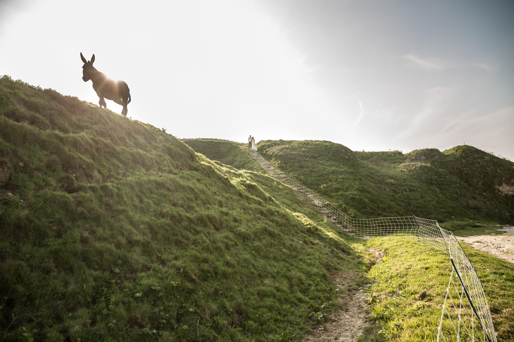 Donkey Silhouette Trash the Dress Photo Session